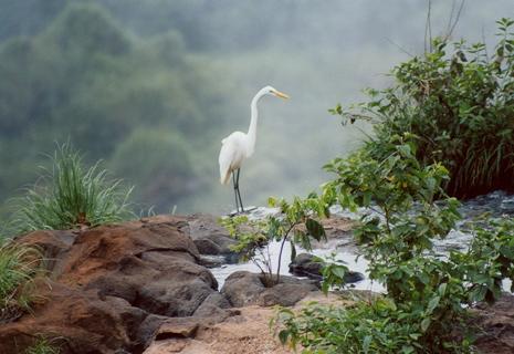 Cataratasfauna