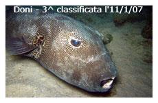 donigammino