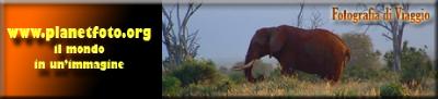 elefant