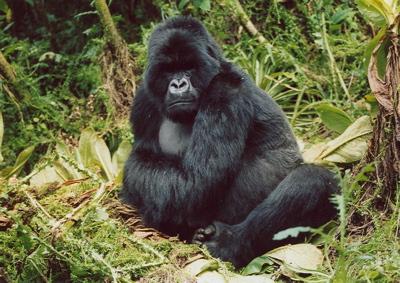 gorilla uganda rwanda