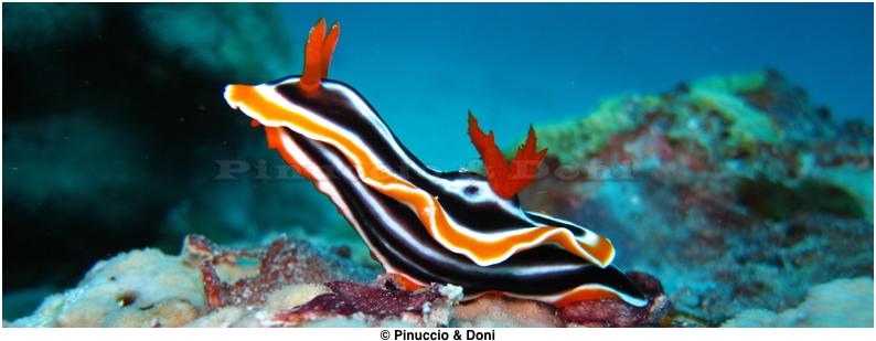 GreatBarrierReef139 nudibranco