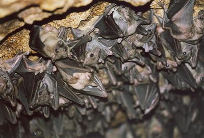 Maramagamboforestpipistrelli