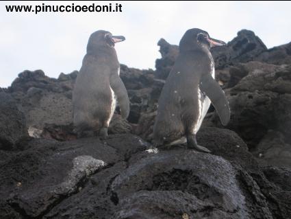 PinguiniGalapagos1