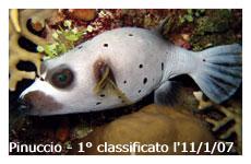 pinucciogammino