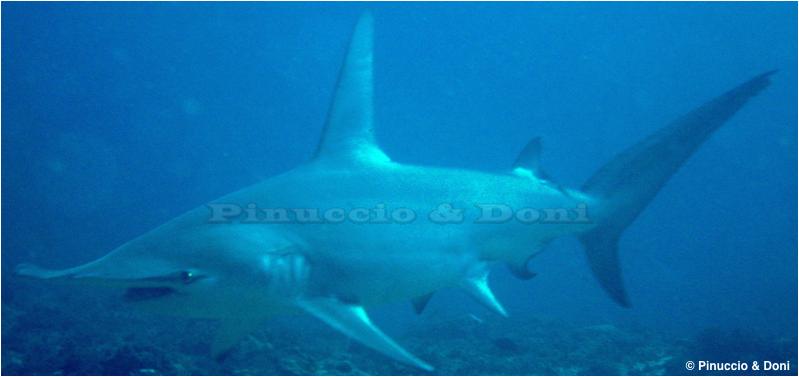 PNG Great HammerHead Grande squalo martello