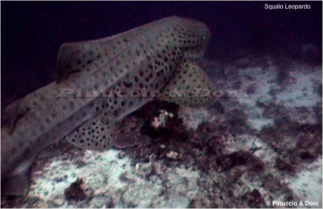 Squalo Leopardo Leopard Shark Sipadan