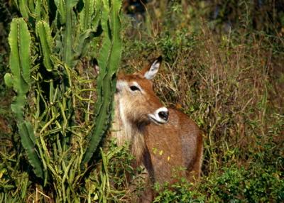 waterbuck