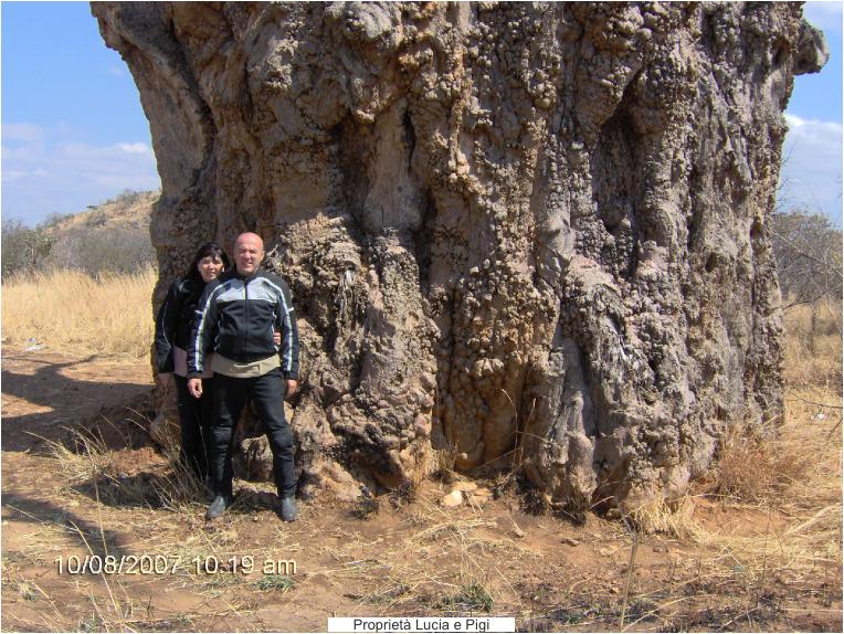 ZimbabweVecchiobaobab