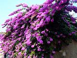 Sirmione_08