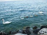 Sirmione_16_cigni_