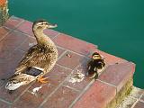 Sirmione_21_Anatroccoli