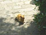 Sirmione_23_gattino