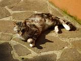 Sirmione_25_Gattino