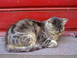 Sirmione_26_gattino