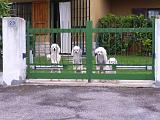 Sirmione_28_cagnolini