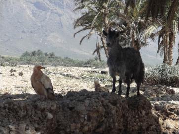 socotra2009055a