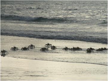 socotra2009062