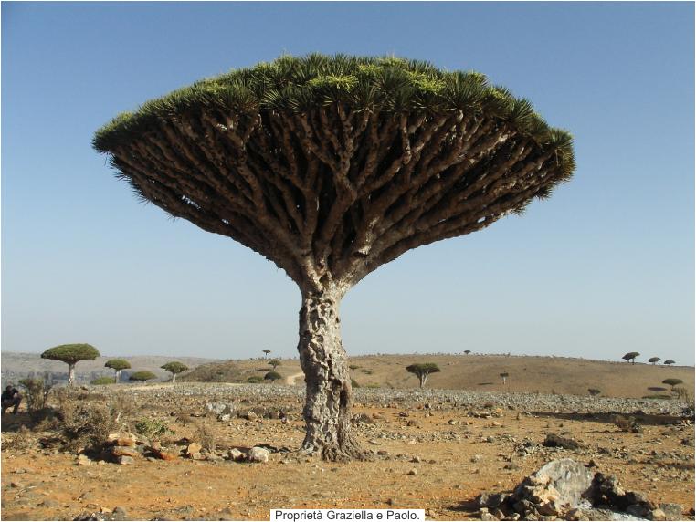 socotra2009097a