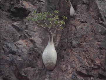 socotra2009109