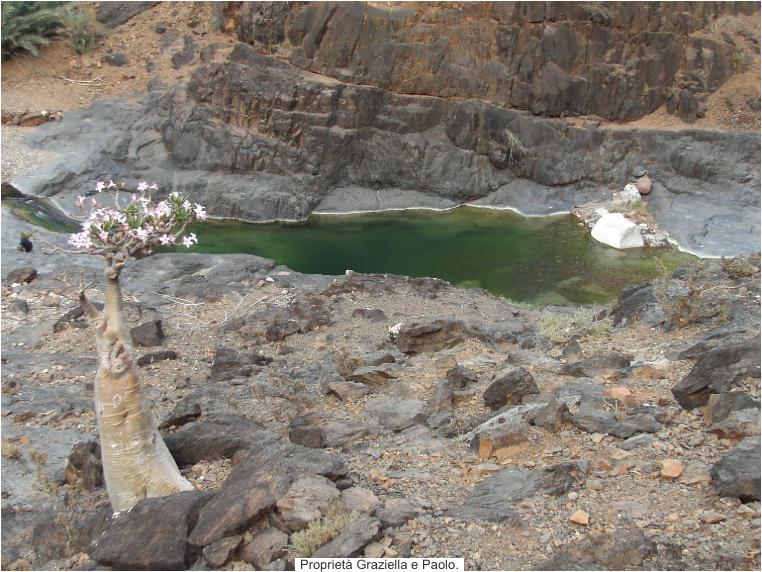 socotra2009111